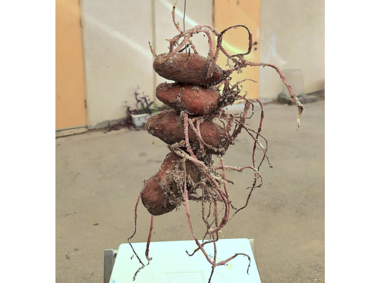 צילום מסך 2025 11 22 150922