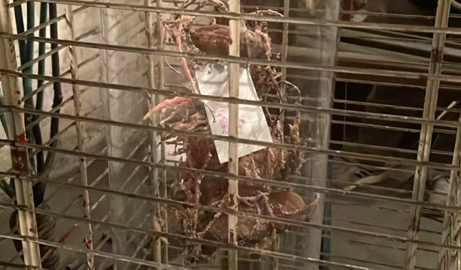 צילום מסך 2025 11 22 151024