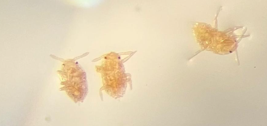 צילום מסך 2025 11 22 151117