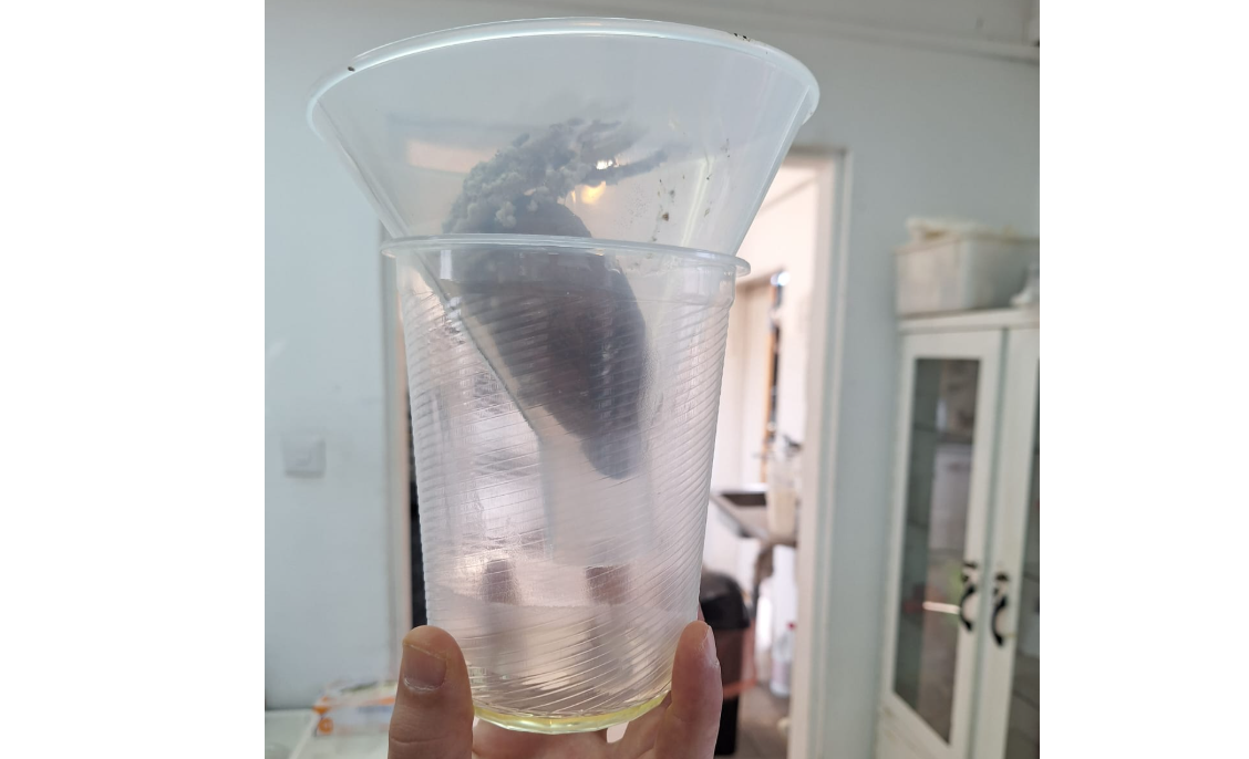 צילום מסך 2025 11 22 151209