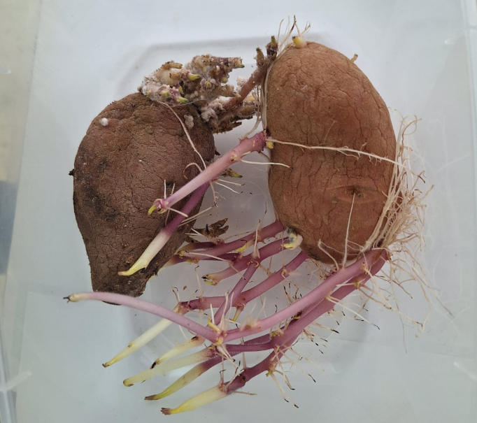 צילום מסך 2025 11 22 151251