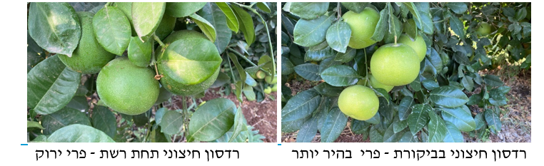 צילום מסך 2025 11 22 151523