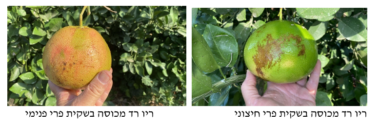 צילום מסך 2025 11 22 151558