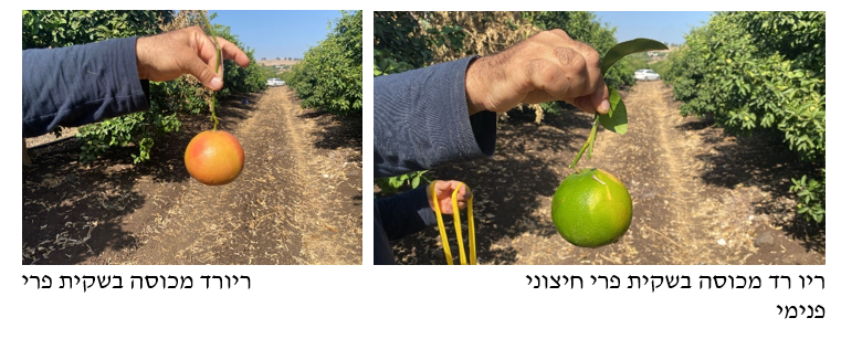 צילום מסך 2025 11 22 151610