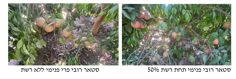 צילום מסך 2025 11 22 151643