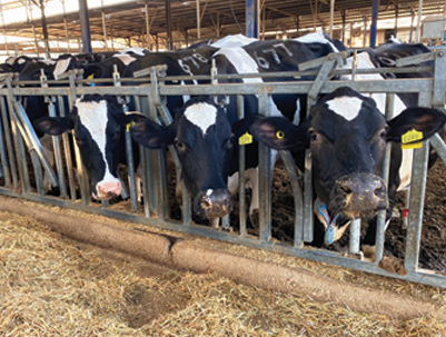 צילום מסך 2025 11 25 224445