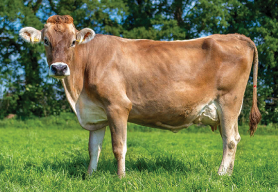 צילום מסך 2025 11 25 230451