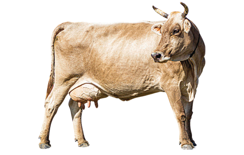 צילום מסך 2025 11 25 231116