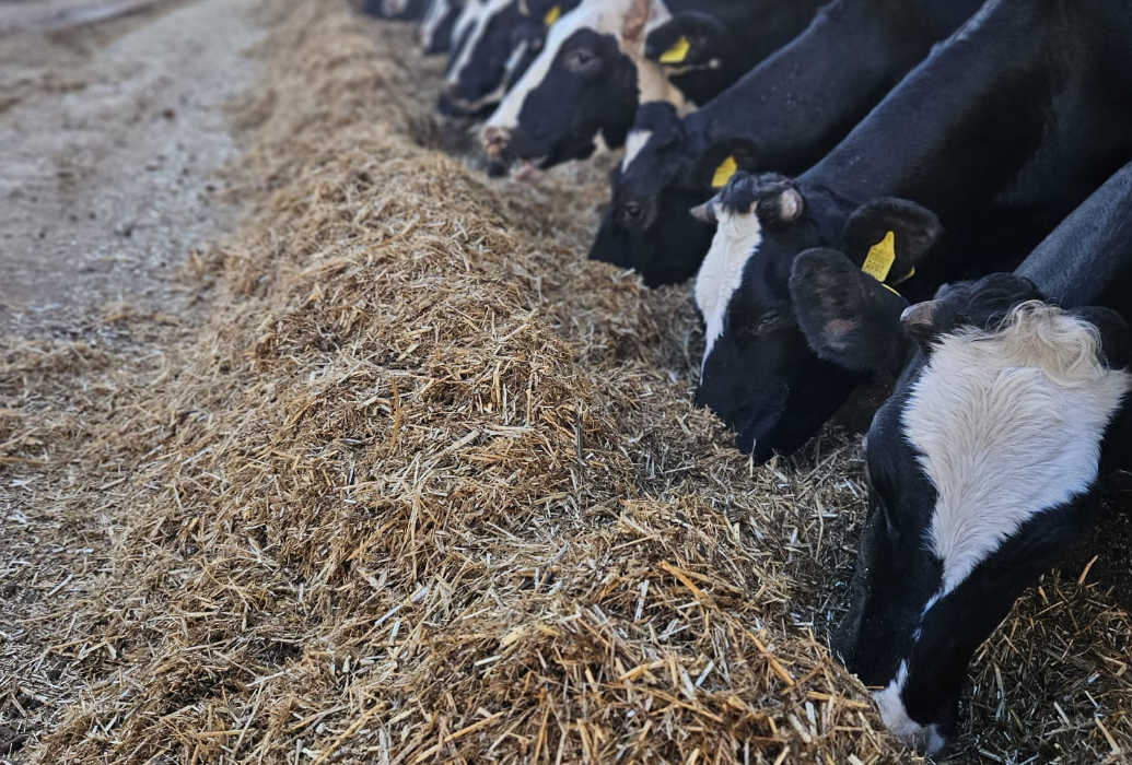 צילום מסך 2025 11 26 011439