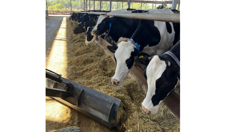 צילום מסך 2025 11 26 172815