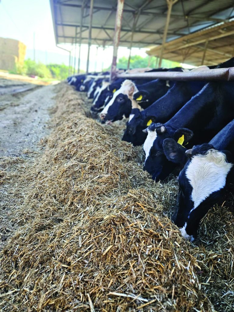 רפת דפנה. במשך שנה שימש גם כמאביס של הרפת