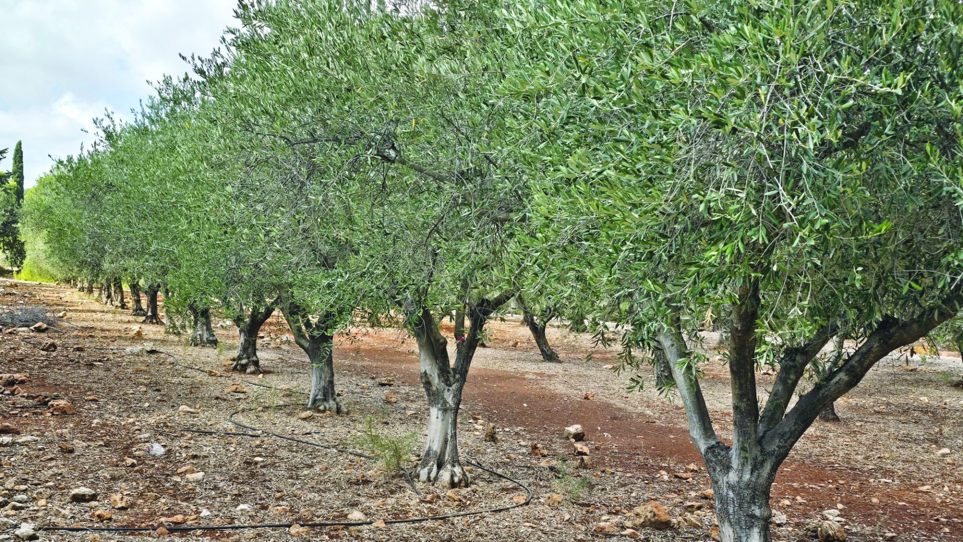 תמונה אחרי החגים 1