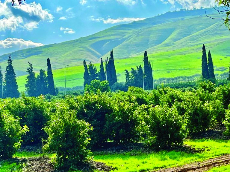 3 ספר אבוקדו בעמק