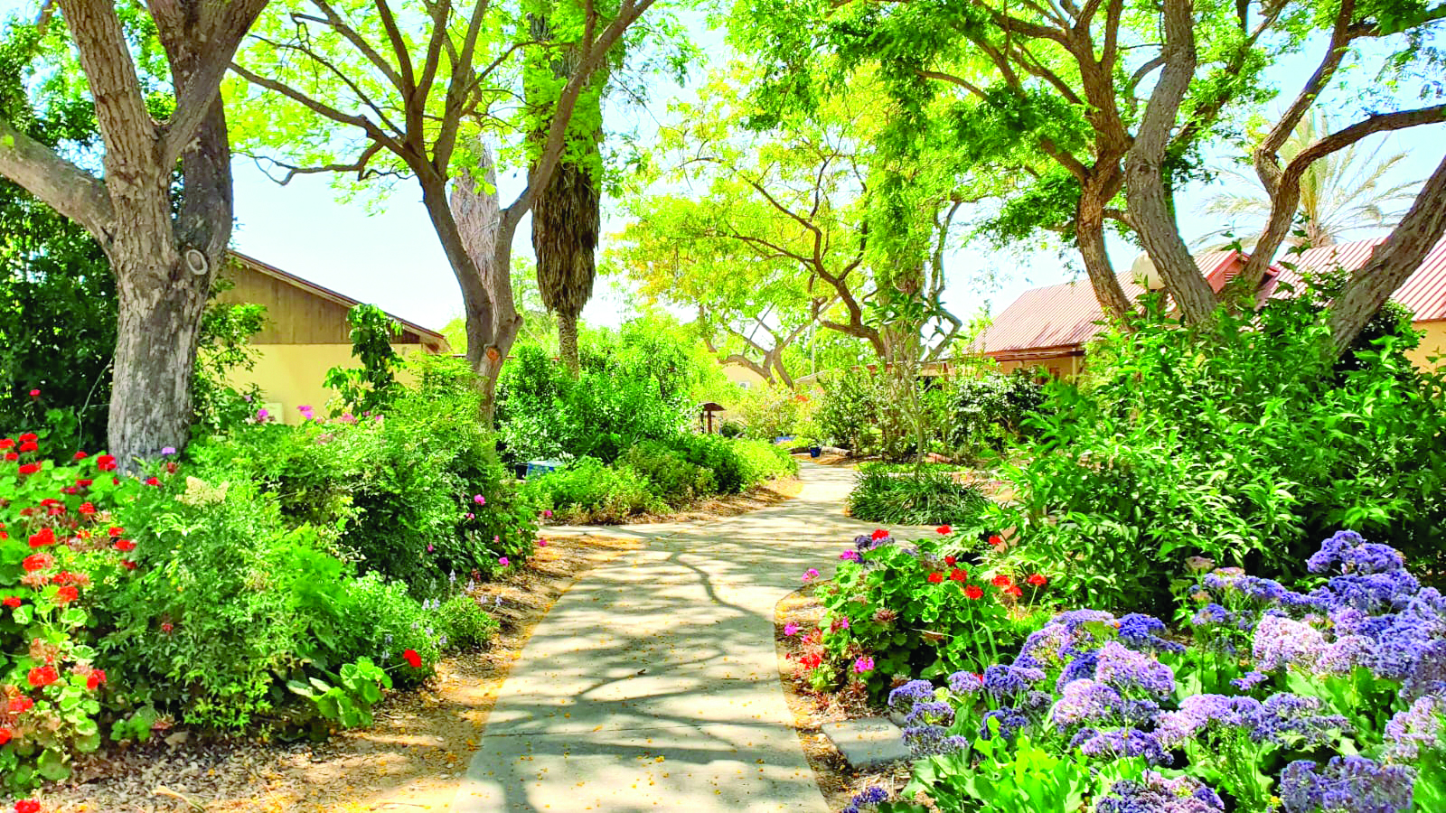 4 חולית צילום ניר כספי סולטן