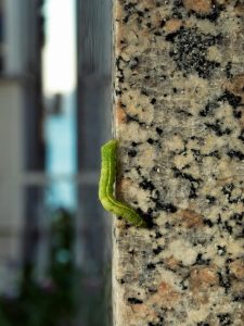 pexels busra zulfikaroglu 2157872401 35303510