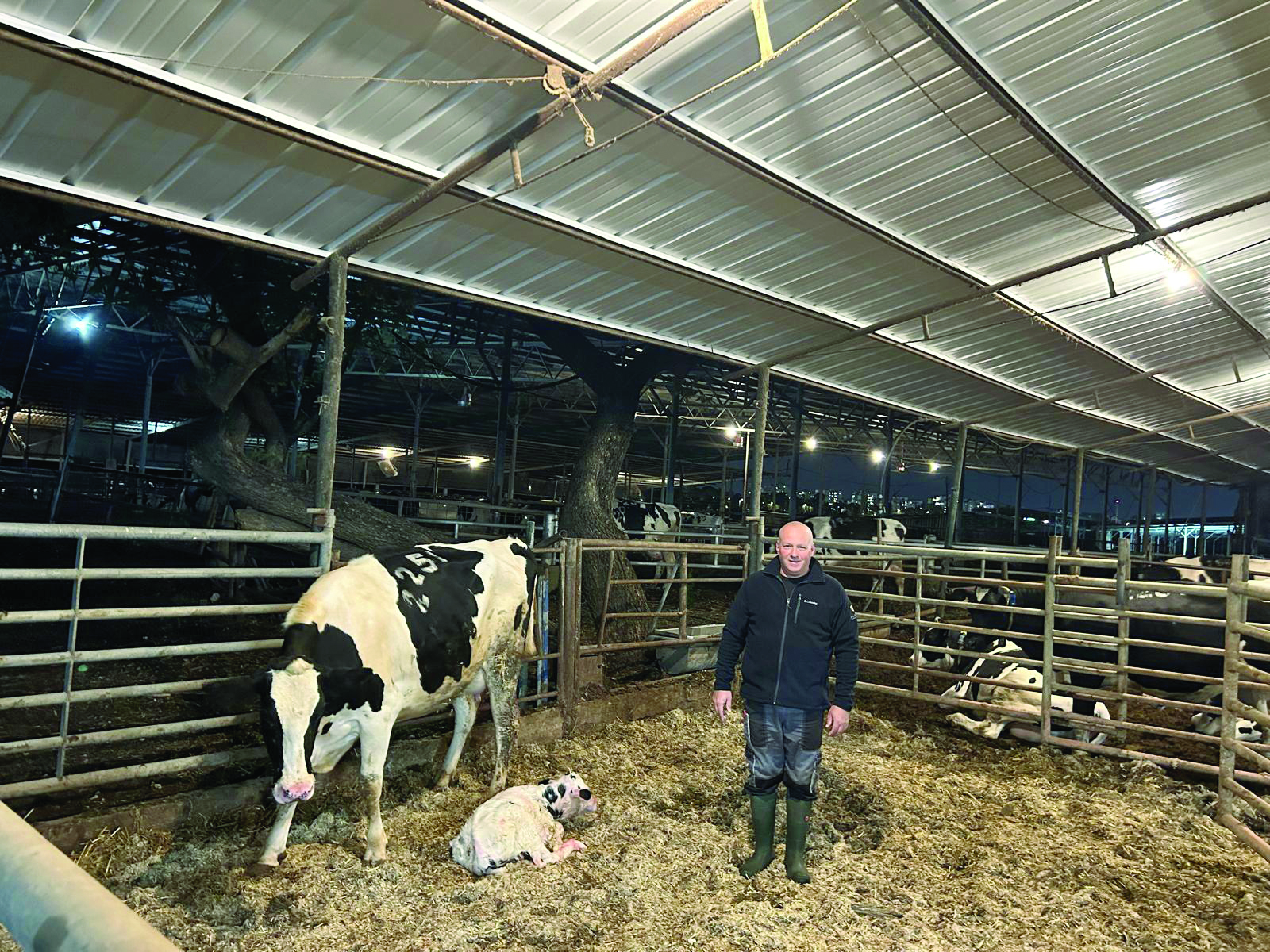 אורן מטפל בהמלטה ברפת