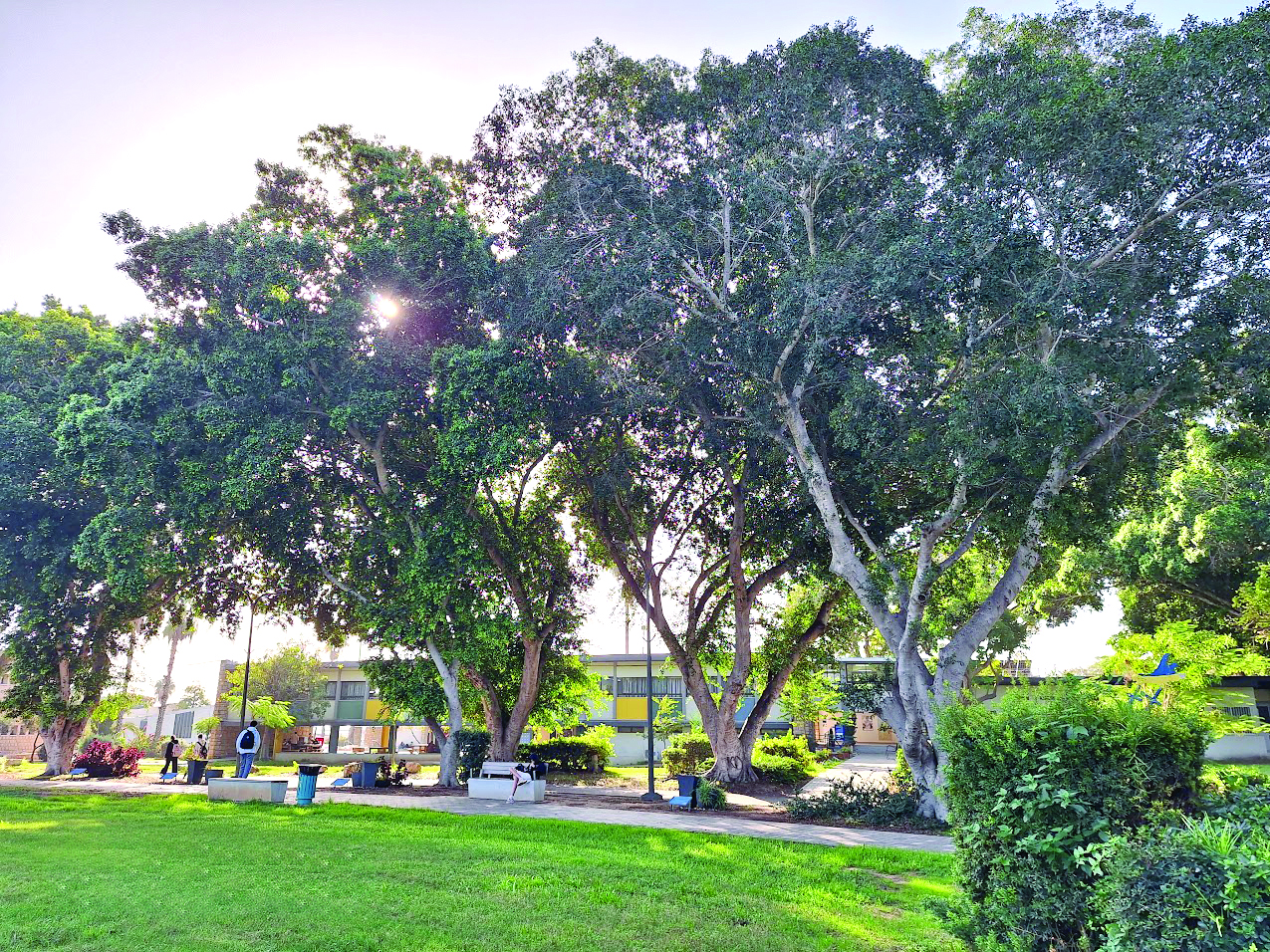 כפר סילבר בניין בית הספר מבעד לעצי הפיקוס