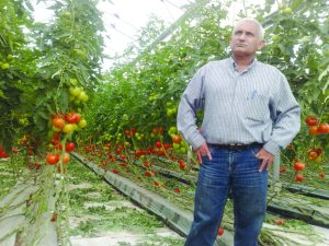 ציון דקו בחממת עגבניות