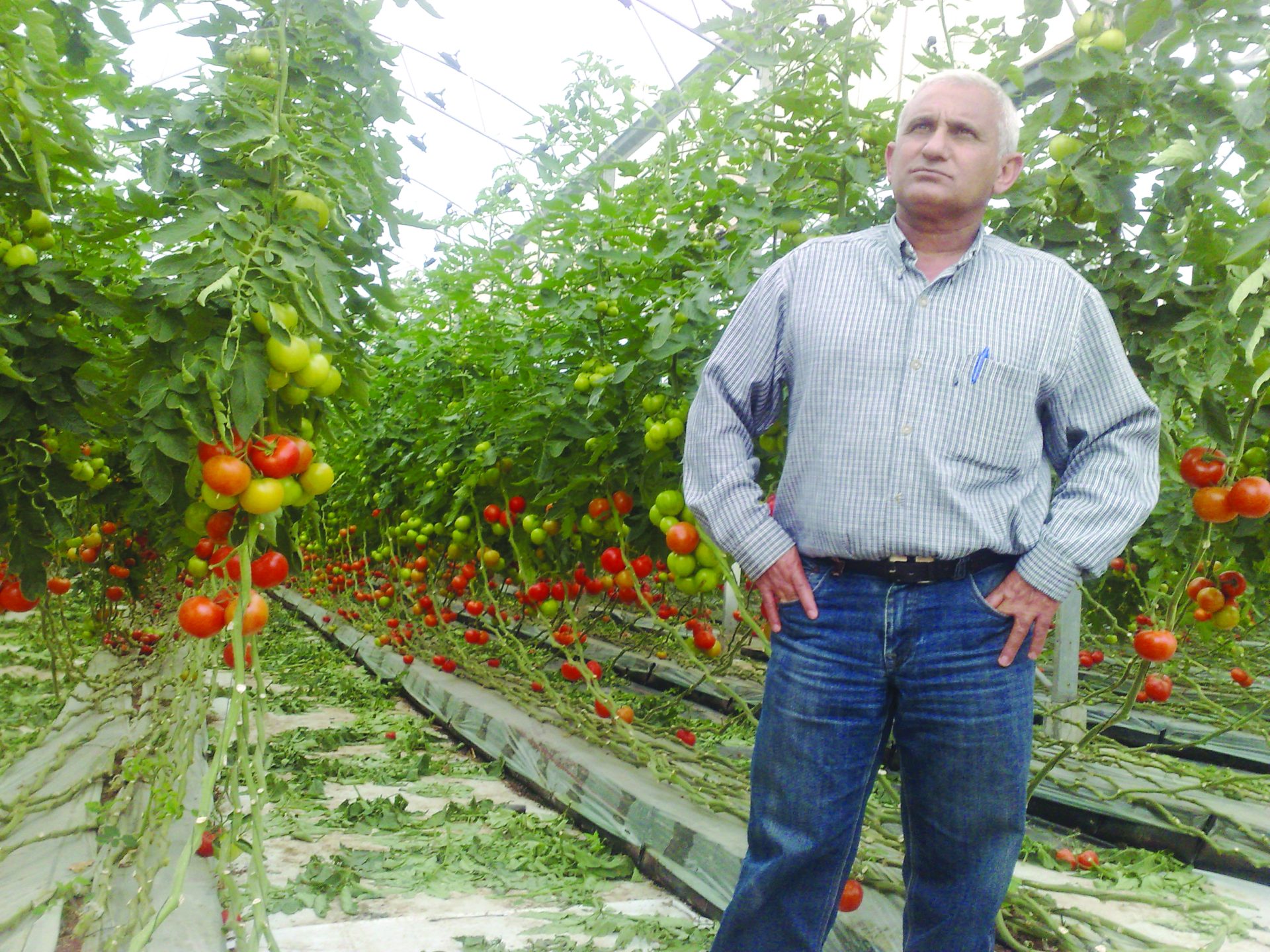 ציון דקו בחממת עגבניות