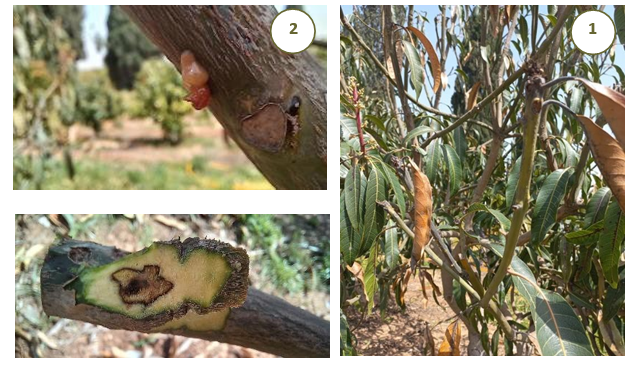 צילום מסך 2025 12 07 114434