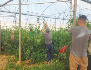 צילום מסך 2025 12 09 175603