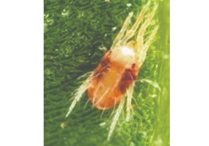 צילום מסך 2025 12 10 003209