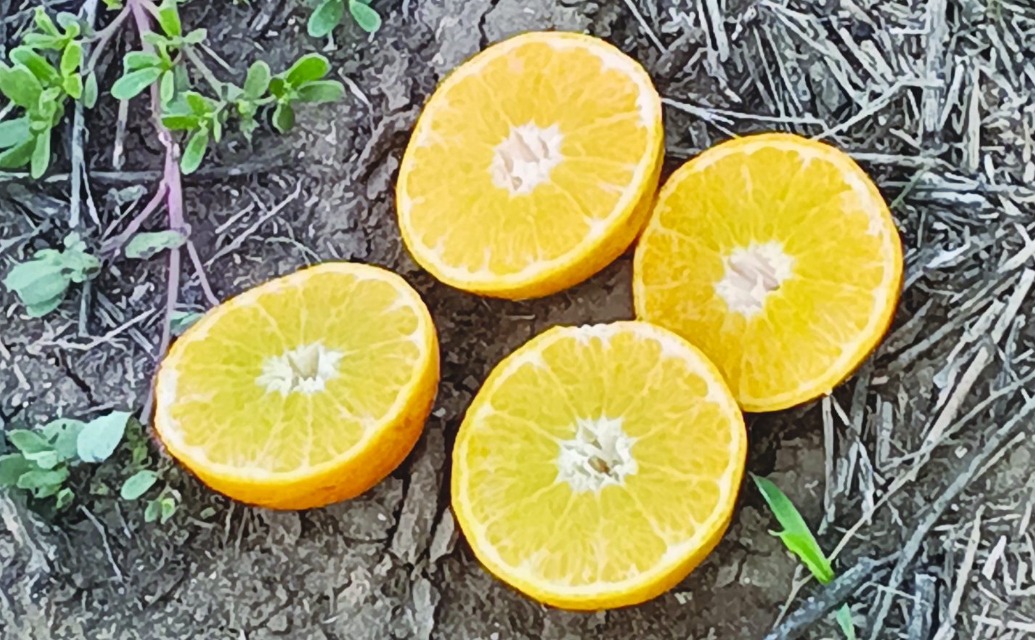 צילום מסך 2025 12 22 135331