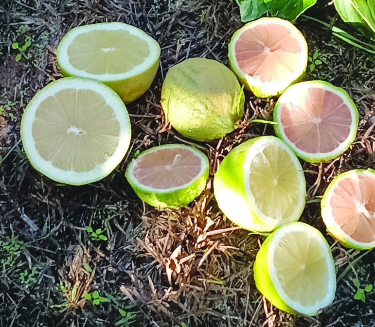 צילום מסך 2025 12 22 135426