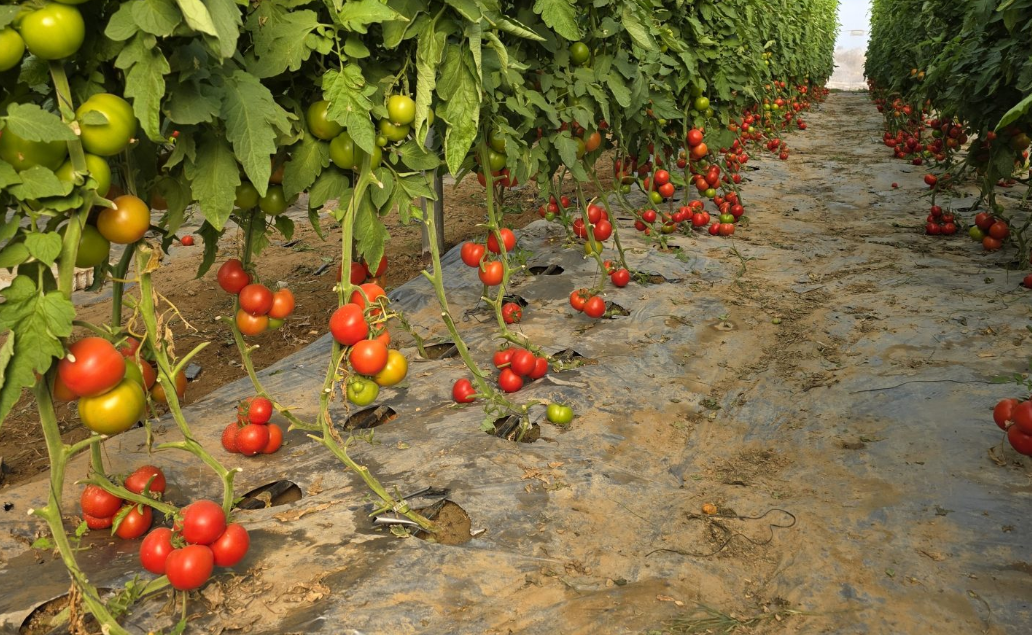 צילום מסך 2025 12 24 152206