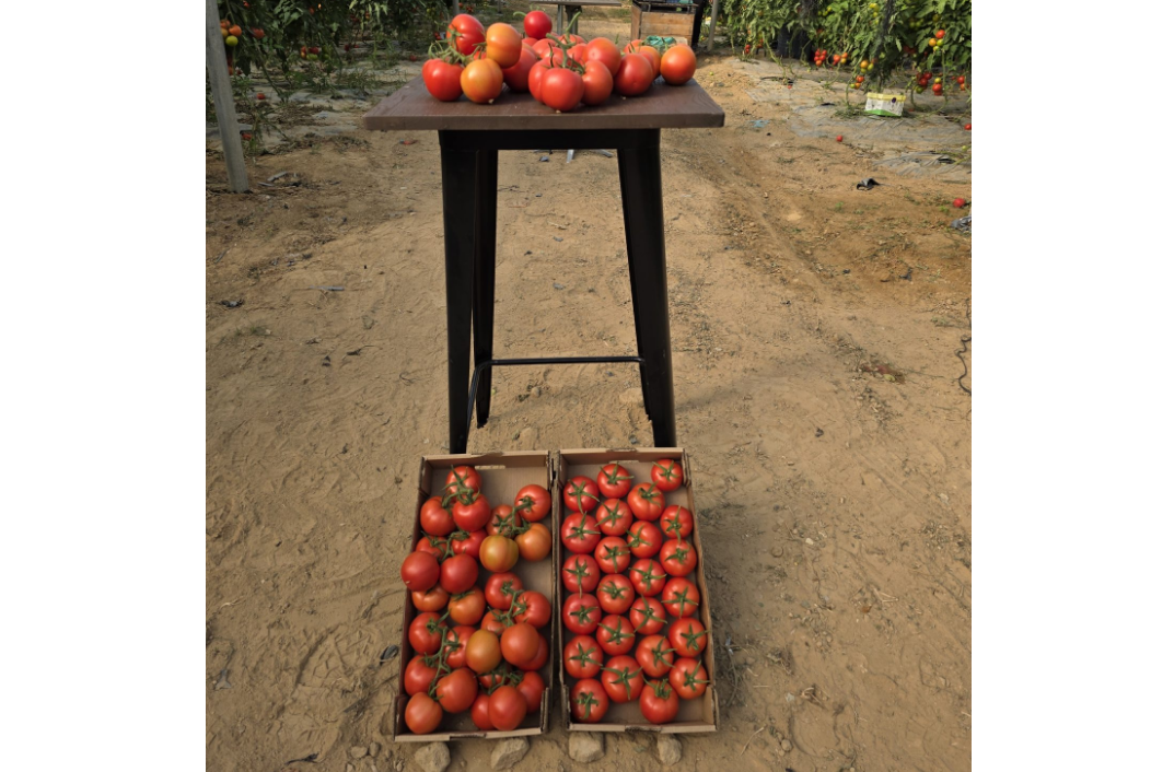 צילום מסך 2025 12 24 152305