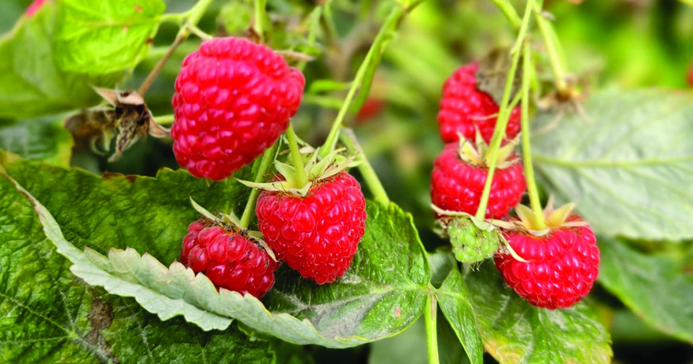 צילום מסך 2025 12 31 224048