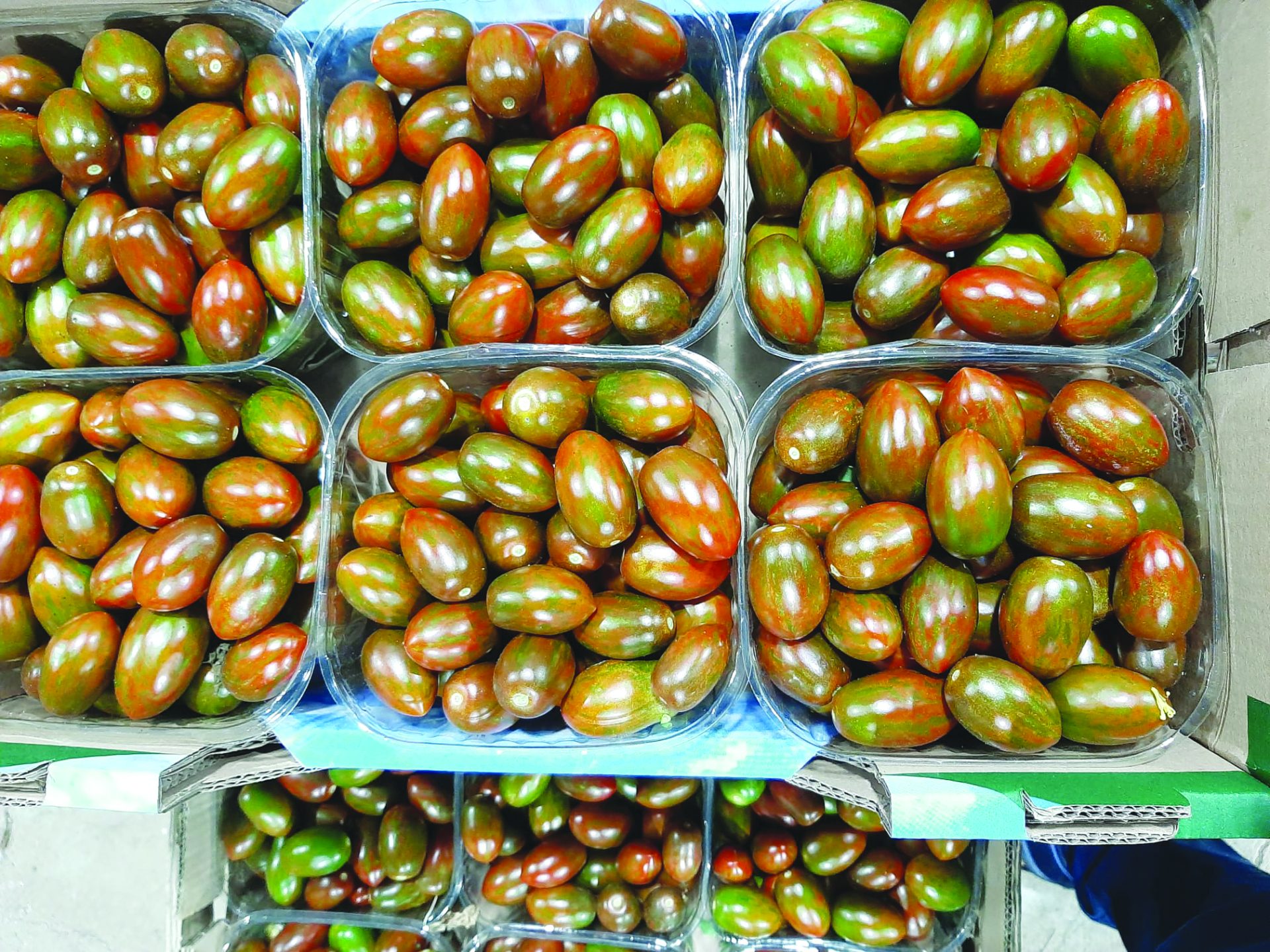 צרי ליקופן ממשק יבולי רוח דרומית באבני איתן