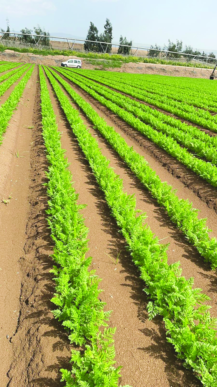 שטח הניסוי בלהבות הבשן