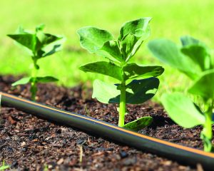 תמונה 1 PHOTO 2025 11 27 16 26 36