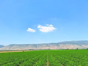 תמונה ראשית