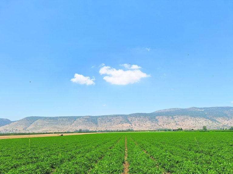 תמונה ראשית