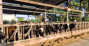 תמונה רפת image 1762782922