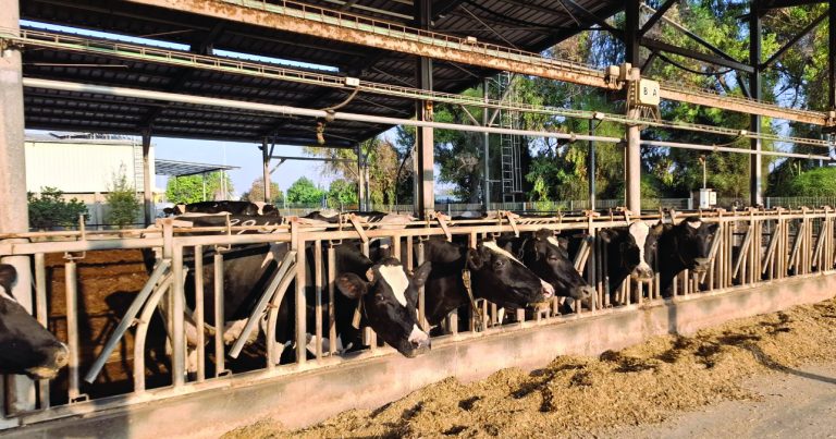 תמונה רפת image 1762782922