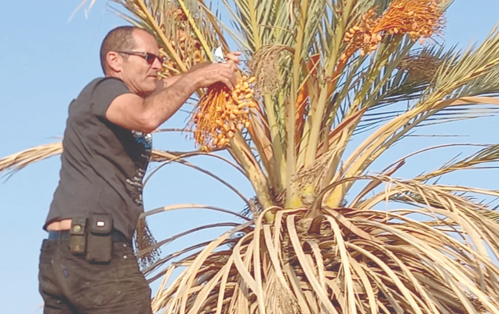 צל עץ תמר ואור ירח