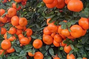 Esin Tarim מנדרינות טורקיות