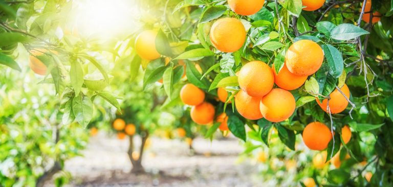 shutterstock 1278842410