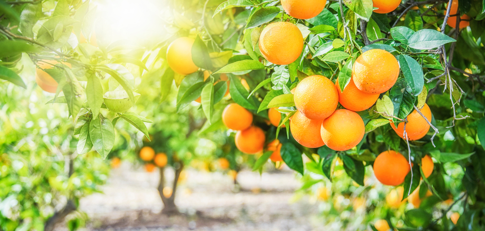 shutterstock 1278842410