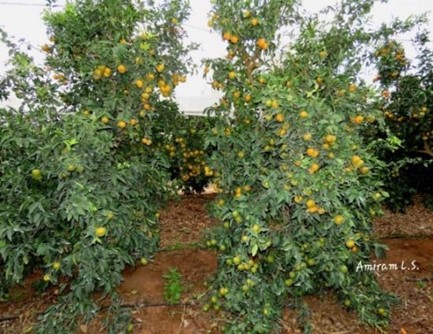 גיזום מעברים ידני בזן 'אורי'