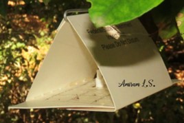 מלכודת ניטור זכרים של כנימה אדומה צילום עמירם לוי שקד