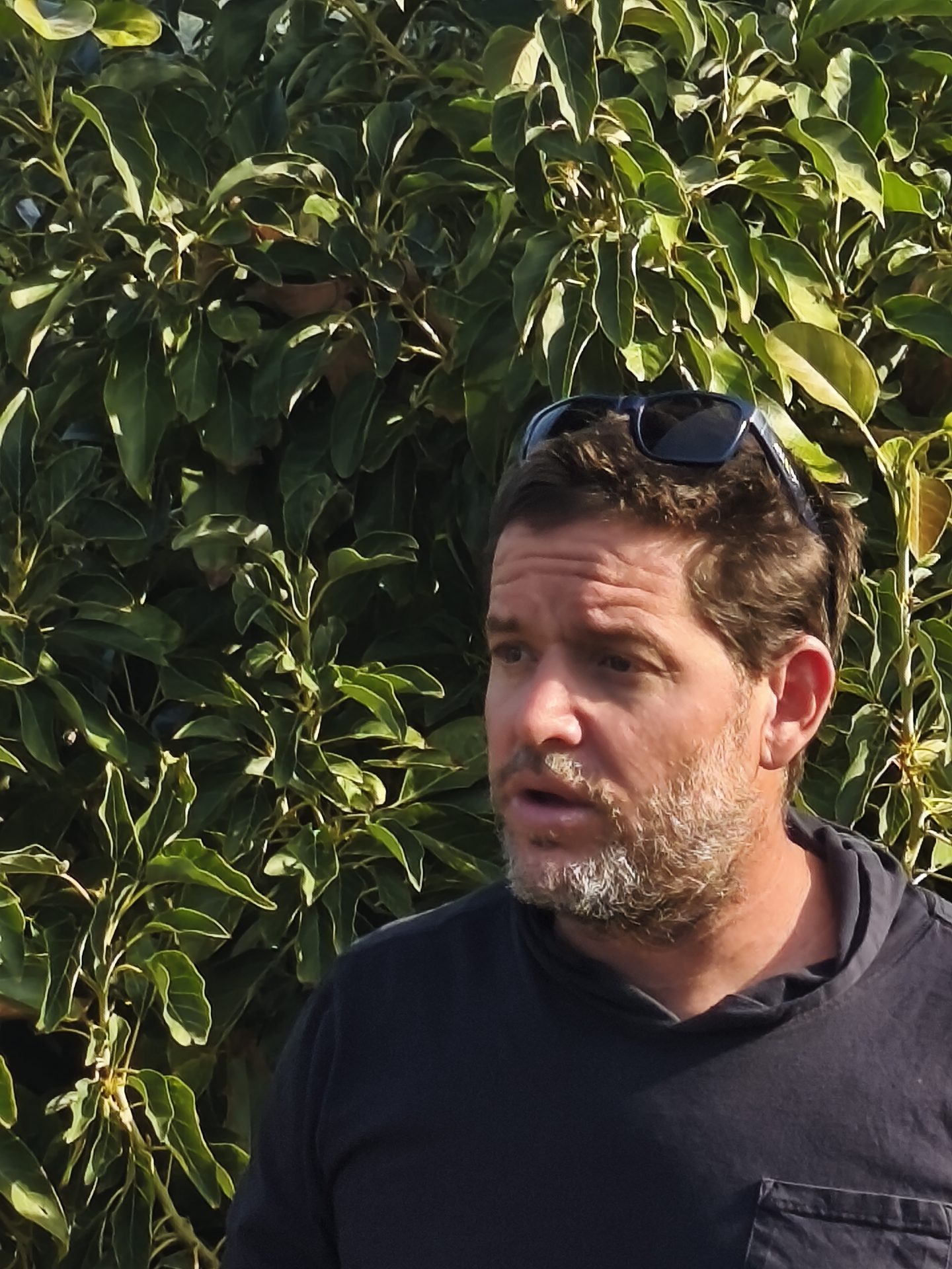 מתן כץ מנהל מטעים קיבוץ גשר