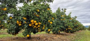 עצי עליזה בפרדס שAM Fresh