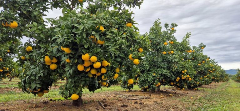 עצי עליזה בפרדס שAM Fresh