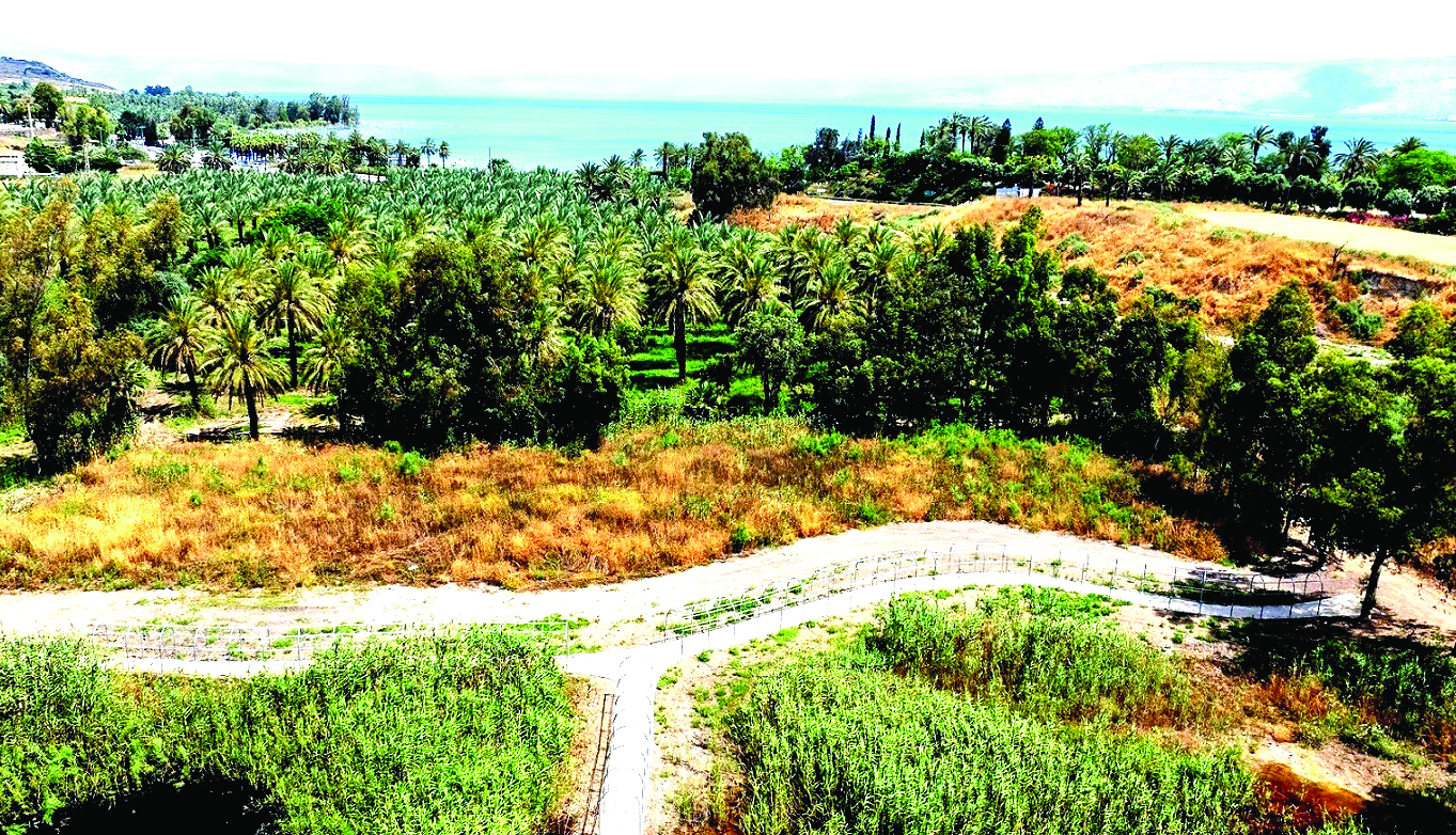 פארק ביצות כנרת שביל טיילות צילום רחפן אבי אריש, לרשות ניקוז ונחלים כינרת