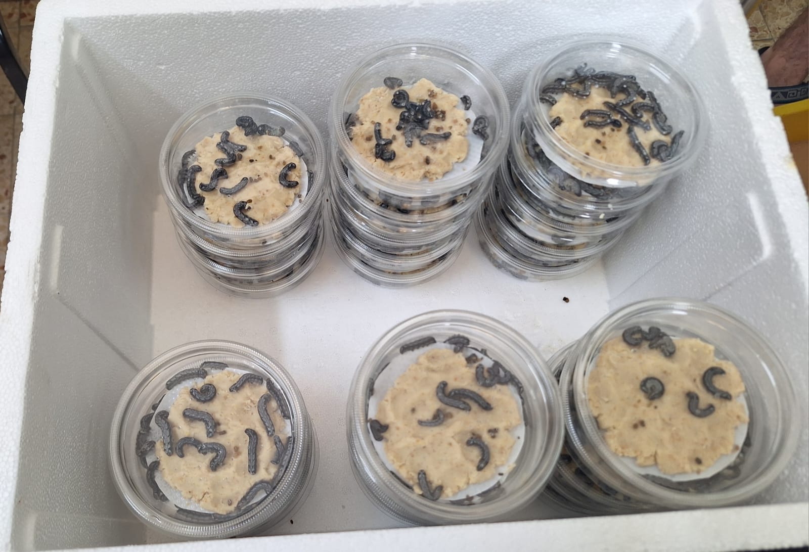 פרודניה 1 (1)