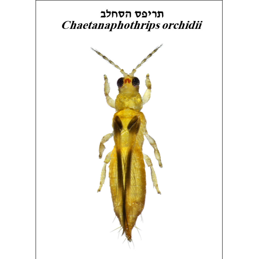 צילום מסך 2026 01 12 234150